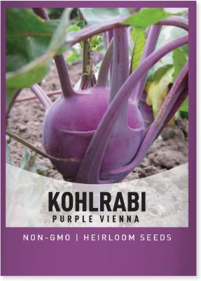 Quentova Purple Vienna Kholrabi-1gm-DXL-6U Seed(300 per packet)