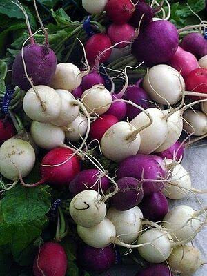 WILLVINE ATS-665 Radish Seed:Jelly Bean Seed(500 per packet)