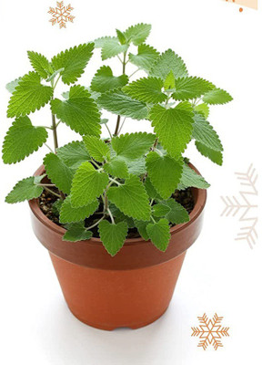 VibeX PUAS-9 - Catnip Cat Mint Catwort Catswort - (4500 Seeds) Seed(4500 per packet)