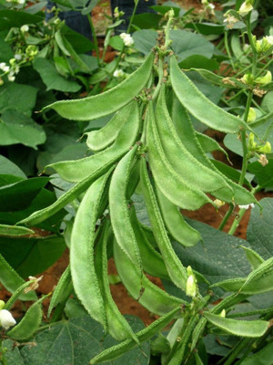 Cloud Farm SEEDS Seed(12 per packet)