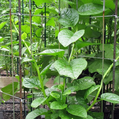 DEYS AGRO ™ malabar spinach seeds,plant Seed(118 per packet)