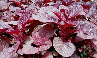Qualtivate XL-569 Red Spinach LAL Sag High Yield Seed(500 per packet)