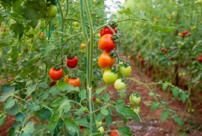 VRAKSHA tomato Seed(100 per packet)