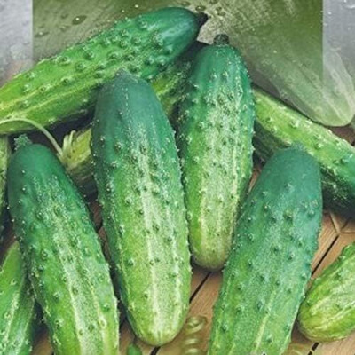 Qualtivate PUA-3A Cucumber Source F1 Rodnichok Open-Pollinated Seed(300 per packet)
