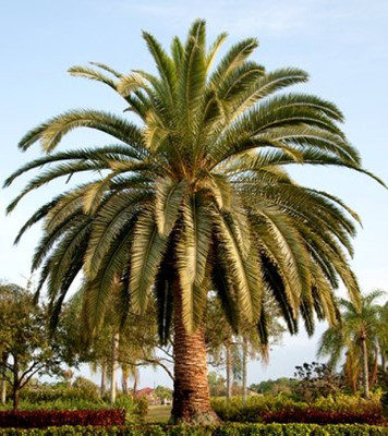 BDSresolve palm seeds for planting/palm seed 31 Seed(18 per packet)