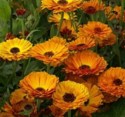 Quentova CALENDULA Pacific Beauty Mix Yellow & Orange-VNT Seed(25 per packet)