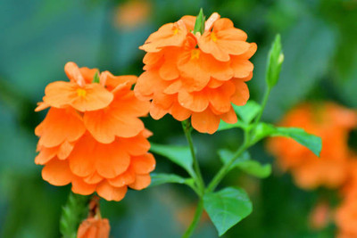 NV LIVE kanakambaram-firecracker-crossandra Seed(17 per packet)