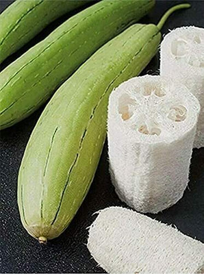 CYBEXIS Seeds of Loofah Gourd Sponge Annual Plant Luffa Melon800 Seeds Seed(800 per packet)
