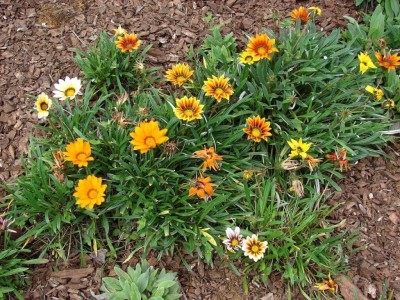 Quentova Organic Gazania Flower-HUA-66F Seed(75 per packet)