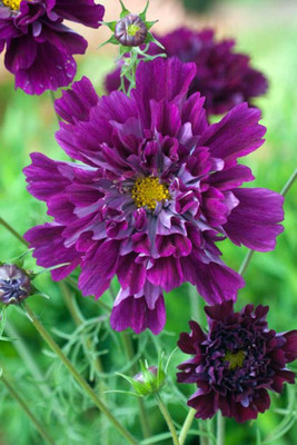 ZIXA Cosmos Cranberries Seed(100 per packet)