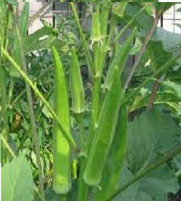 wequality Hybrid lady finger seeds / okra seds for garden Seed(50 per packet)