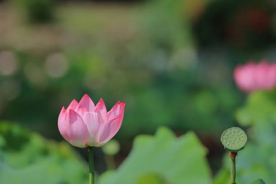 MAKHAN lotus,kamal seeds Seed(13 per packet)