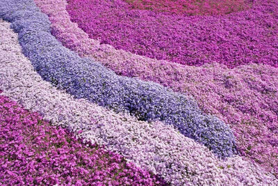 Mozette Exotic phlox Seed(32 per packet)