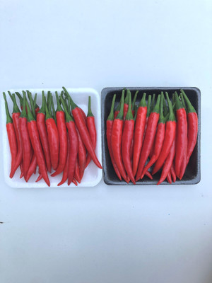 Farmonix Thai Premium Red Chilli Seed(1200 per packet)