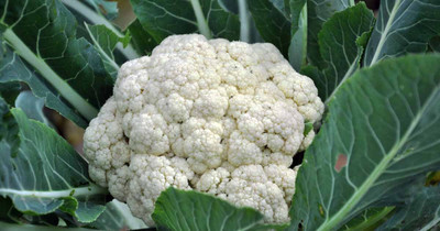 KNESSiN DANDEN Cauliflower Seed(200 per packet)