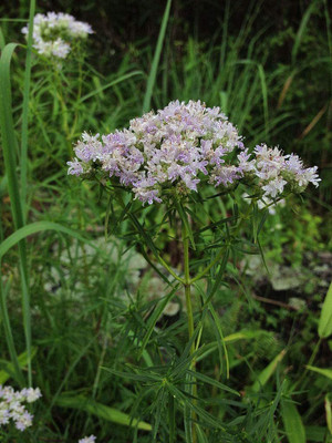 WILLVINE NBIR-437 Mountain Mint Seeds Seed(200 per packet)