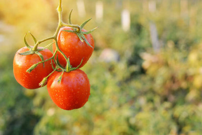 VYDER tomato Seed(55 per packet)