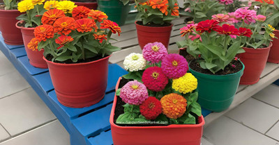 SeedSutra ™️Zinia Flower Seed Hybrid Multiple Colour Seed(60 per packet)