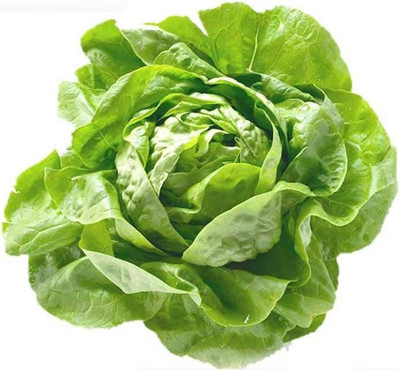 CYBEXIS Buttercrunch Lettuce Seeds 4000 Seeds Seed(4000 per packet)