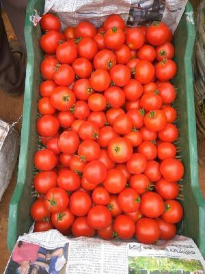 CYBEXIS Minakshi Hybrid Tomato2000 Seeds Seed(2000 per packet)