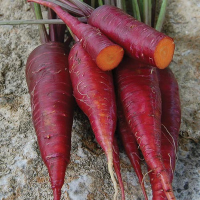 CYBEXIS Red Elephant Imported Carrot Variety2000 Seeds Seed(2000 per packet)