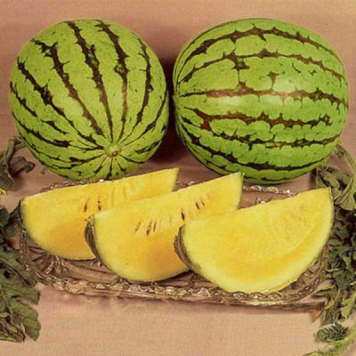 VibeX PAU-11 - Watermelon Yellow Doll - (1350 Seeds) Seed(1350 per packet)