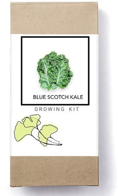 Biosnyg Blue Scotch Kale-[1000 Seeds] Seed(1000 per packet)