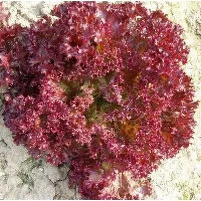 XOLDA Organic red lettuce Seed(28 per packet)