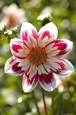 Qualtivate VXI-16 Mix Dahlia Pompon Flower Seeds Seed(50 per packet)