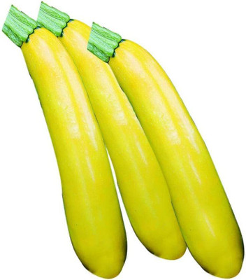 VibeX ® XXL-257 Gold Rush Hybrid Squash Seed(100 per packet)