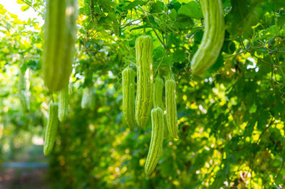 Kodali Hybrid F1 Bitter Gourd Seed Pack Of 10 Seed(10 per packet)