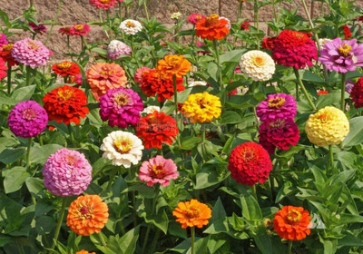 UGRA Zinnia Sacbiosa Mixed Seed(30 per packet)