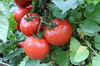 YUGANTAR tomato Seed(75 per packet)