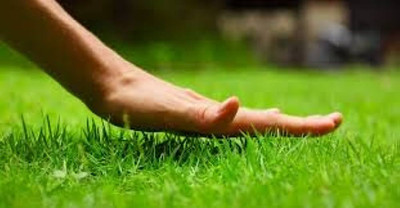 BDSresolve hybrid bermuda grass Seed(8000 per packet)