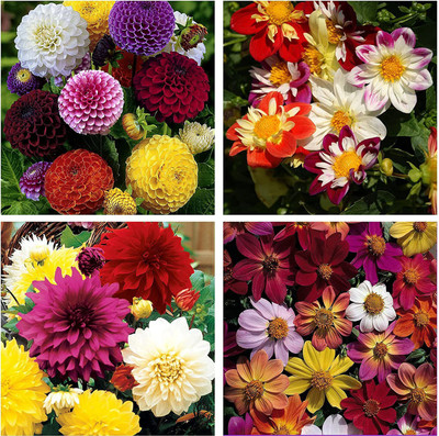 VibeX HUA-48 - Mixed Color Dahlia Non-GMO Fresh - (540 Seeds) Seed(540 per packet)