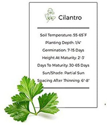 VibeX GBPUT-44 - Cilantro Slow Bolt - (750 Seeds) Seed(750 per packet)