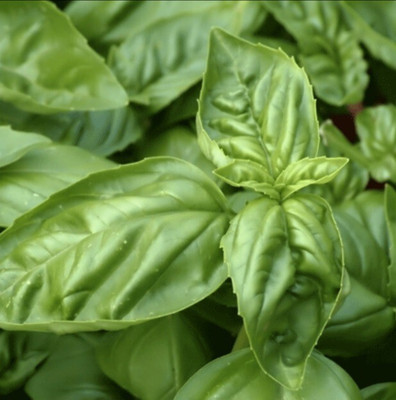 Quentova Italian Large Leaf Basil-LTK Seed(300 per packet)