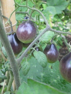 CYBEXIS Hardy Seeds of Rare Tomato Indigo2000 Seeds Seed(2000 per packet)