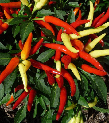 DIVINE CHILLI , PEPPER Seed(30 per packet)