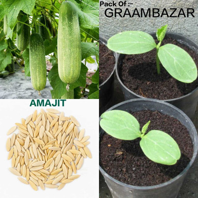 AMAJIT Cucumber Seed(64 per packet)