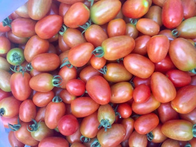Quentova Cherry Tomatoes-ROC-2O Seed(200 per packet)