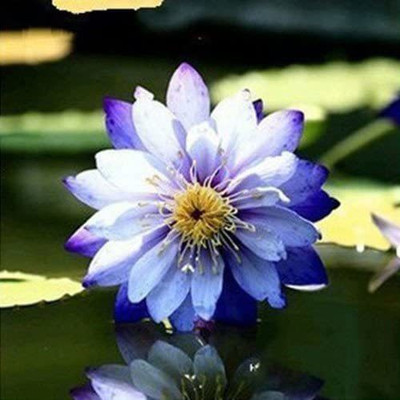 CYBEXIS VVI-4 - Lotus Water Lily Flower - (270 Seeds) Seed(270 per packet)
