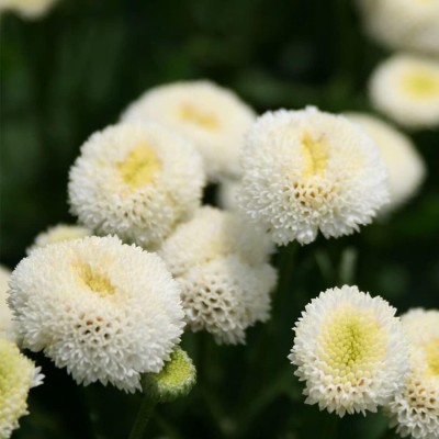 Qualtivate XL-33 Chrysanthemum Parthenium Snowball Tanacetum Exhibition Flower Seed(25 per packet)