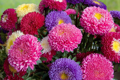 Aywal Aster Mixed Hybrid Imported Flower Seed(30 per packet)