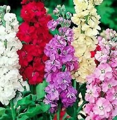 Aywal Stock Brompton Mixed Seed(30 per packet)