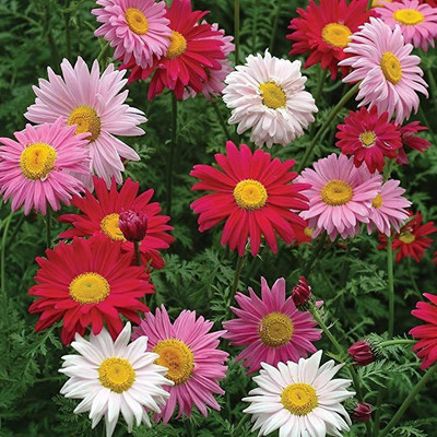 CYBEXIS Painted Daisy, Mixed Colors100 Seeds Seed(100 per packet)