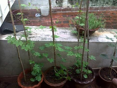 DIVINE BITTERGOURD Seed(70 per packet)