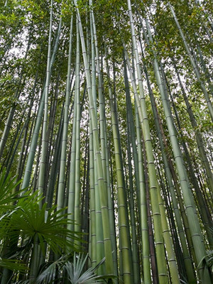 XOLDA Exotic bamboo Seed(15 per packet)