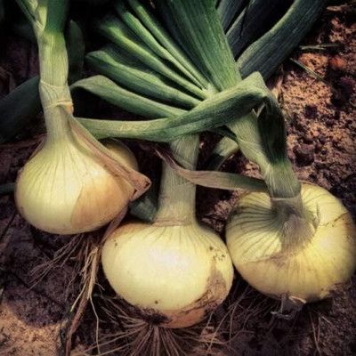 WILLVINE KGF -XII Sweet Onion Seeds Organic [10g] Seed(7500 per packet)