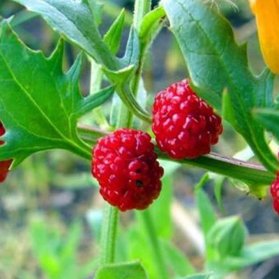 KNESSiN XIV-93 Strawberry Spinach Seed(200 per packet)